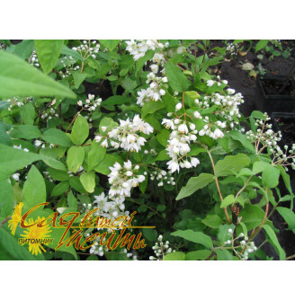 Дейція шорстка