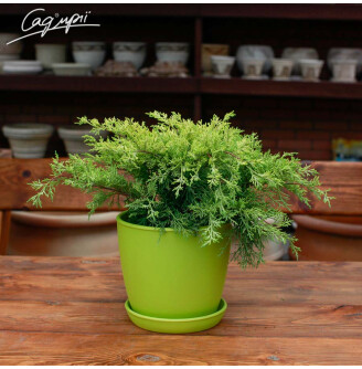 Можжевельник средний 'Gold Coast'