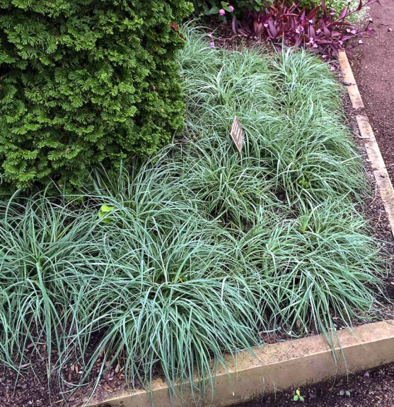 Осока повисла 'Blue Zinger' - 4 Осока повисла 'Blue Zinger' - 4