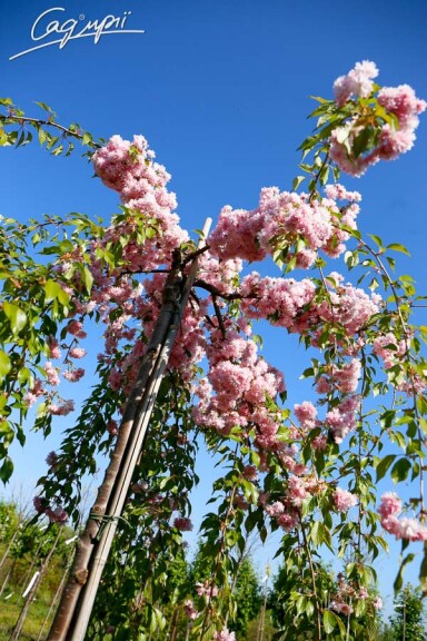 Сакура дрібнозубчаста 'Kiku-shidare' - 8 Сакура дрібнозубчаста 'Kiku-shidare' - 8