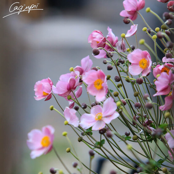 Анемона гібридна 'September Charm' - 4 Анемона гібридна 'September Charm' - 4