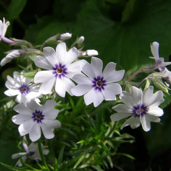 Флокс шилоподібний 'Bavaria' - 5