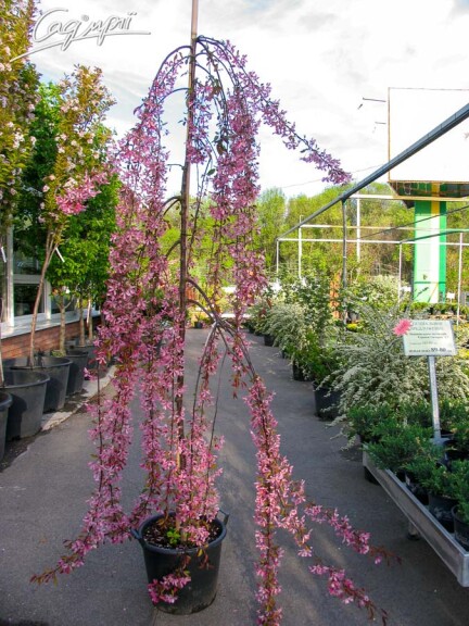 Яблуня плакуча 'Royal Beauty' #5, WRB 18-20--25 225-250 St. 200 - 5