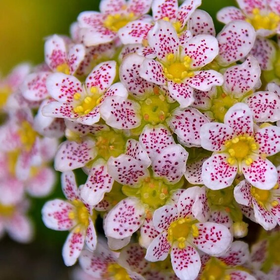 Камнеломка котиледон #1, p9 - - 1