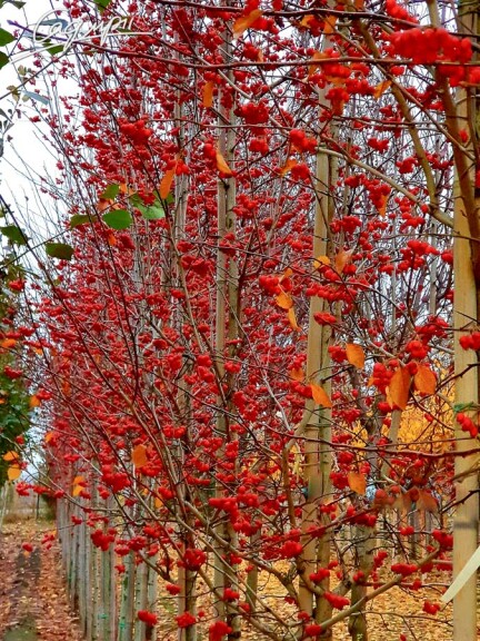 Глід сливолистий 'Splendens' #5, WRB 16--18 400-450 St. 160-180 - 6 Глід сливолистий 'Splendens' #5, WRB 16--18 400-450 St. 160-180 - 6