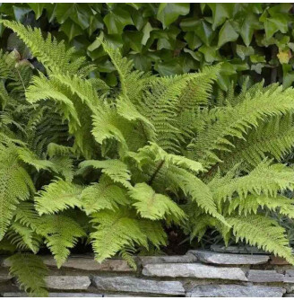 Папороть (багаторядник) 'Herrenhausen'