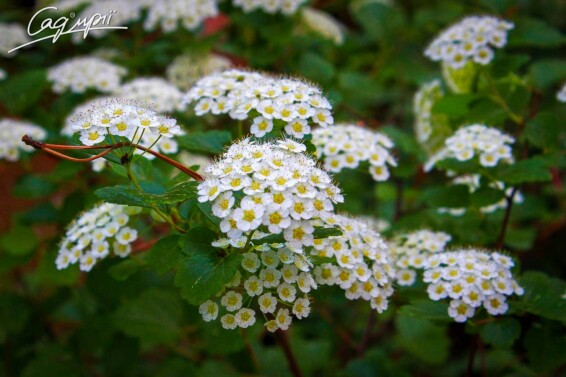 Глід сливолистий 'Splendens' #6, WRB 20--25 400-450 St. 160-180 - 1 Глід сливолистий 'Splendens' #6, WRB 20--25 400-450 St. 160-180 - 1