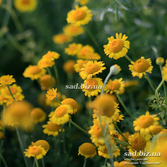 Пупавка фарбувальна - 2