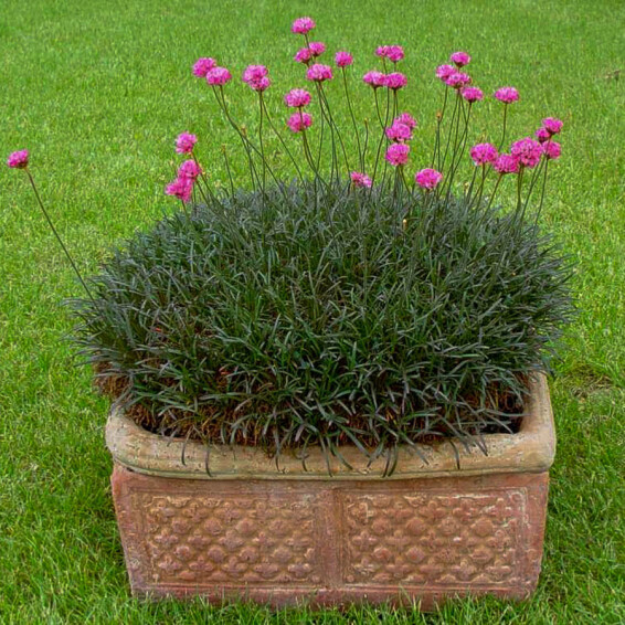 Армерія приморська 'Rubrifolia' - 5