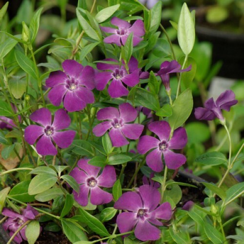 Барвінок малий 'Rubra Plena' - 1