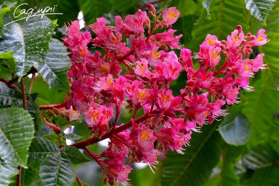 Каштан м'ясочервоний 'Briottii' - 2