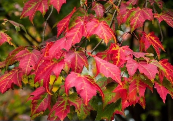 Клен червоний 'Scanlon' #1, С32 10--12 200-225 St. 1/2 - 3 Клен червоний 'Scanlon' #1, С32 10--12 200-225 St. 1/2 - 3