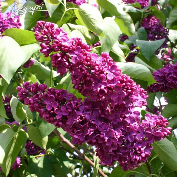 Сирень обыкновенная 'Andenken an Ludwig Spath' - 3