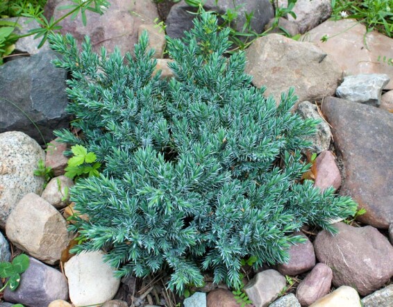 Можжевельник чешуйчатый 'Blue Star' #2, C3 - - - - 2