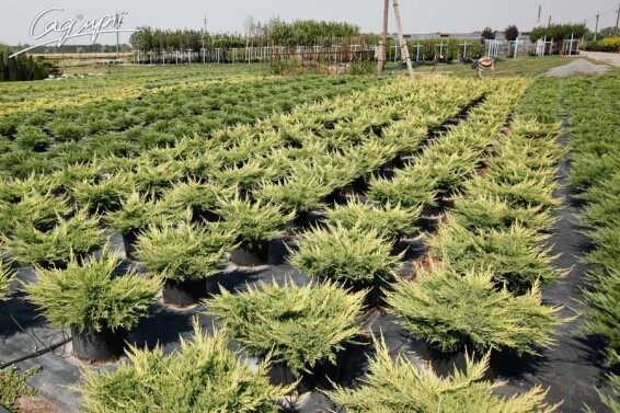 Можжевельник средний 'Mordigan Gold' - 5