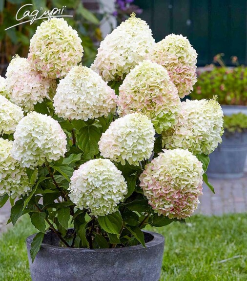 Гортензія волотиста 'Summer Love' - 5