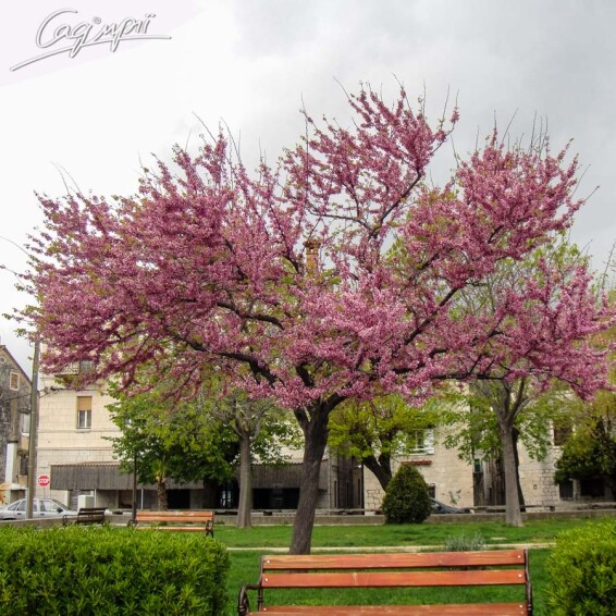 Церціс канадський - 1