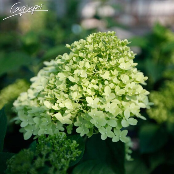 Гортензия метельчатая 'Limelight' ® - 5