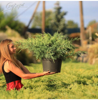 Можжевельник средний 'Pfitzeriana Glauca'