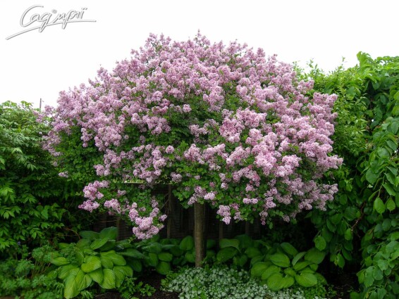 Бузок Мейера 'Palibin' - 6