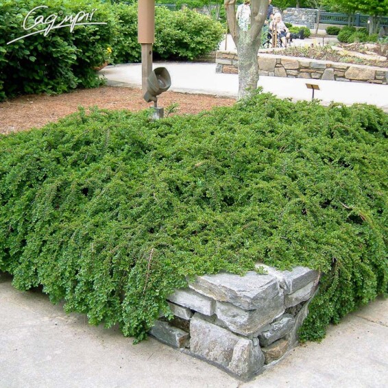 Кизильник Даммера 'Major' - 4