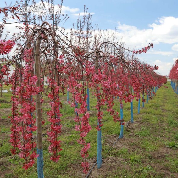 Яблуня плакуча 'Royal Beauty' #4, WRB 10--12 - St. 220-230 - 3 Яблуня плакуча 'Royal Beauty' #4, WRB 10--12 - St. 220-230 - 3