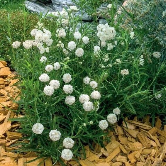 Деревій птарміка 'Noblesse'® - 5