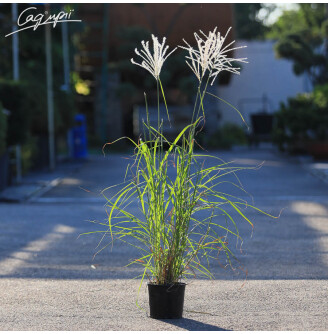 Мискантус китайский 'Herman Mussel'