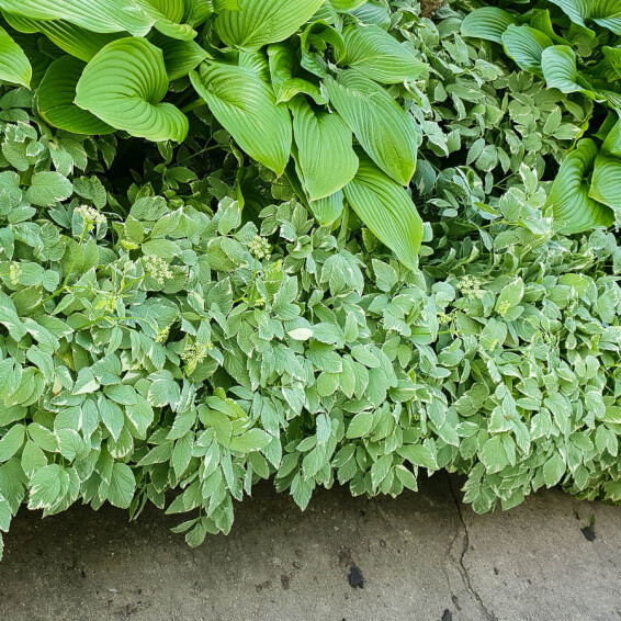 Яглиця звичайна 'Variegata', C2 - - 3 Яглиця звичайна 'Variegata', C2 - - 3