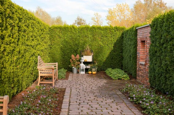 Туя западная 'Smaragd' #2, C3 - - - - 3