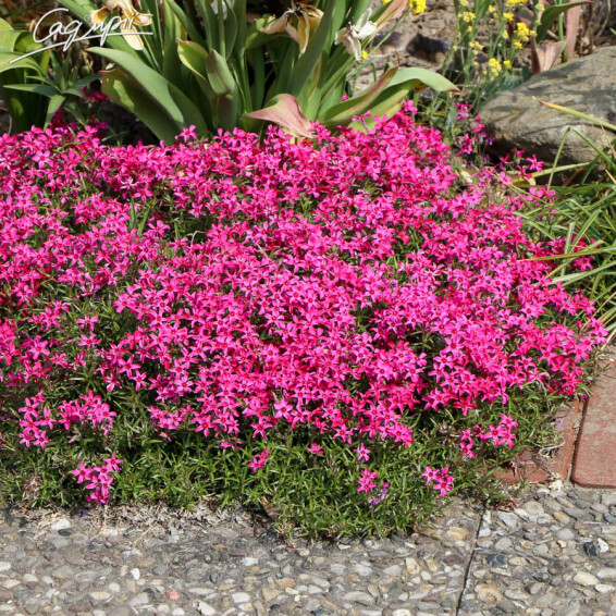 Флокс шилоподібний 'Scarlet Flame', p9 - - 4