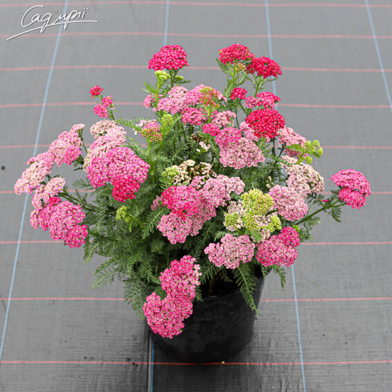 Деревій звичайний 'Saucy Seduction' - 4 Деревій звичайний 'Saucy Seduction' - 4