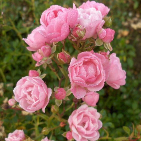 Роза бордюрная 'The Fairy' - 1