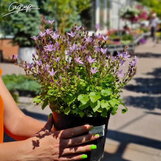 Дзвоник Пожарського 'Lisduggan Variety', C2 - - 1