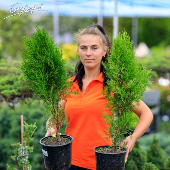 Туя східна 'Madurodam' - 3