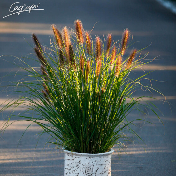 Пенісетум лисохвістний 'Moudry' - 7