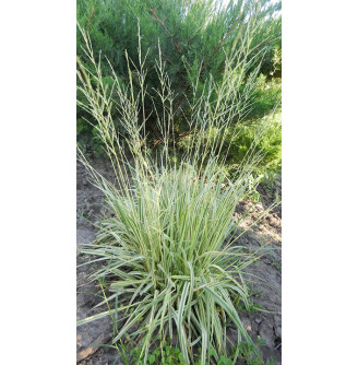 Молінія блакитна 'Variegata'