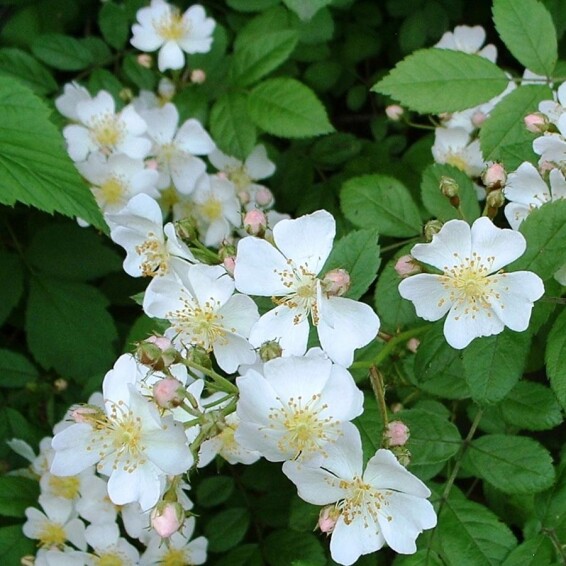 Роза бедренцелистная - 7