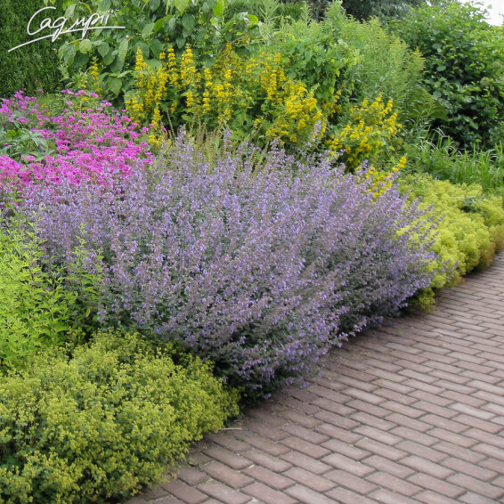 Котовник Фассена 'Six Hills Giant' #1, p9 - - 1