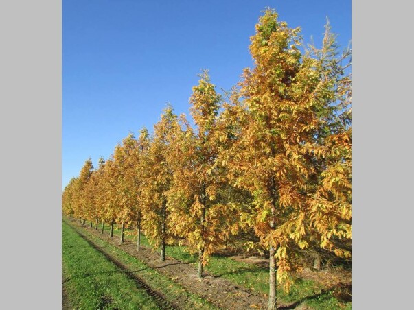 Метасеквойя древнейшая