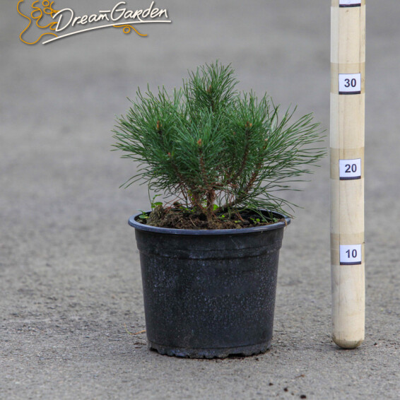 Сосна гірська mughus, WRB - діам 60-70 - - 4 Сосна гірська mughus, WRB - діам 60-70 - - 4