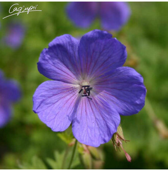 Герань гімалайська 'Baby Blue'