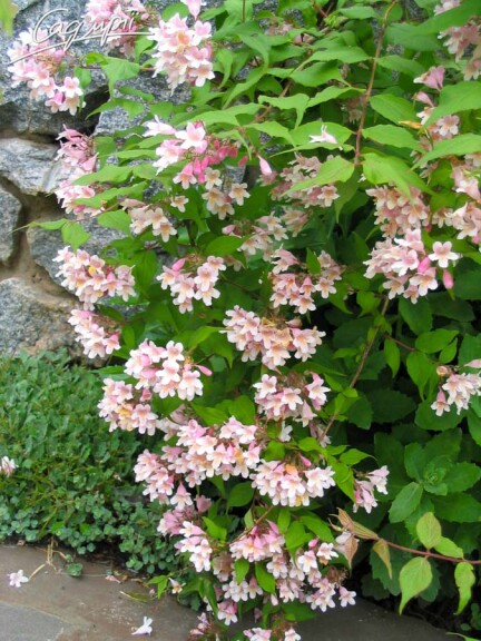 Кольквиция прелестная 'Pink Cloud' - 3 Кольквиция прелестная 'Pink Cloud' - 3