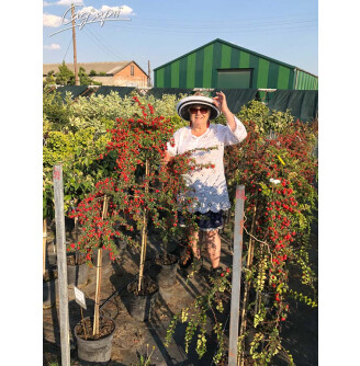 Кизильник нан-шань