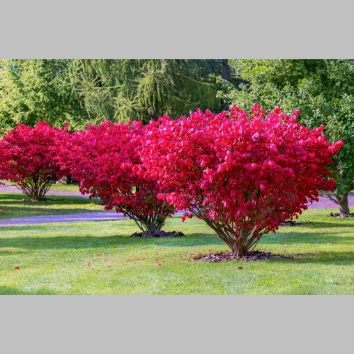 Бересклет європейський 'Red Cascade' - 2 Бересклет європейський 'Red Cascade' - 2