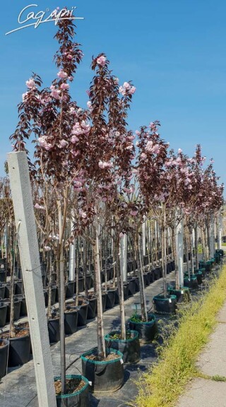 Сакура дрібнозубчаста 'Royal Burgundy' - 7