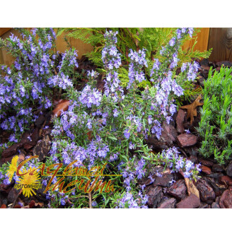 Розмарин лікарський