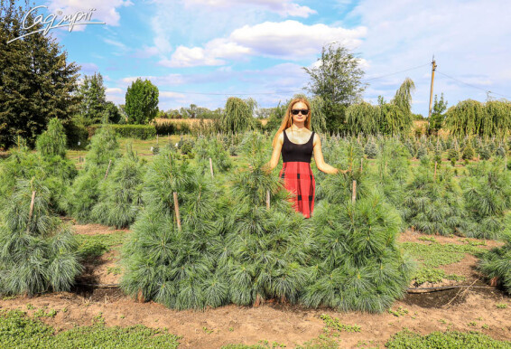 Сосна гималайская (Гриффита), WRB - 250-300 - - 5