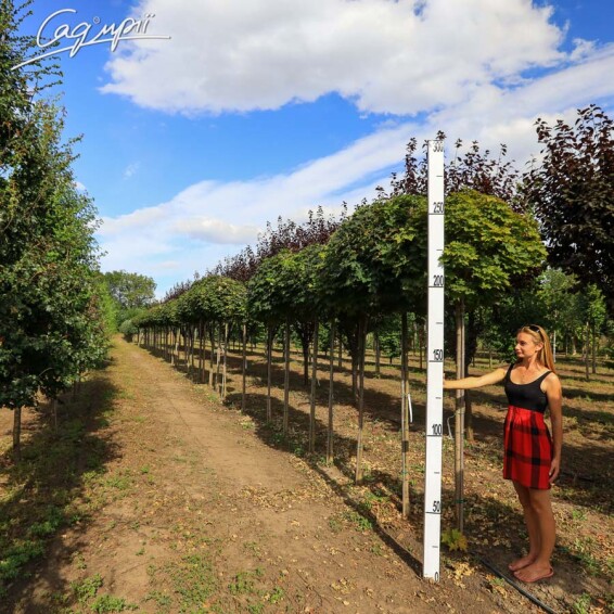 Клен гостролистий 'Globosum' #9, WRB 8--10 250-300 St. 200-225 - 4