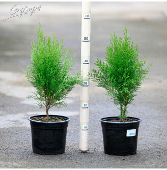 Туя восточная 'Madurodam'